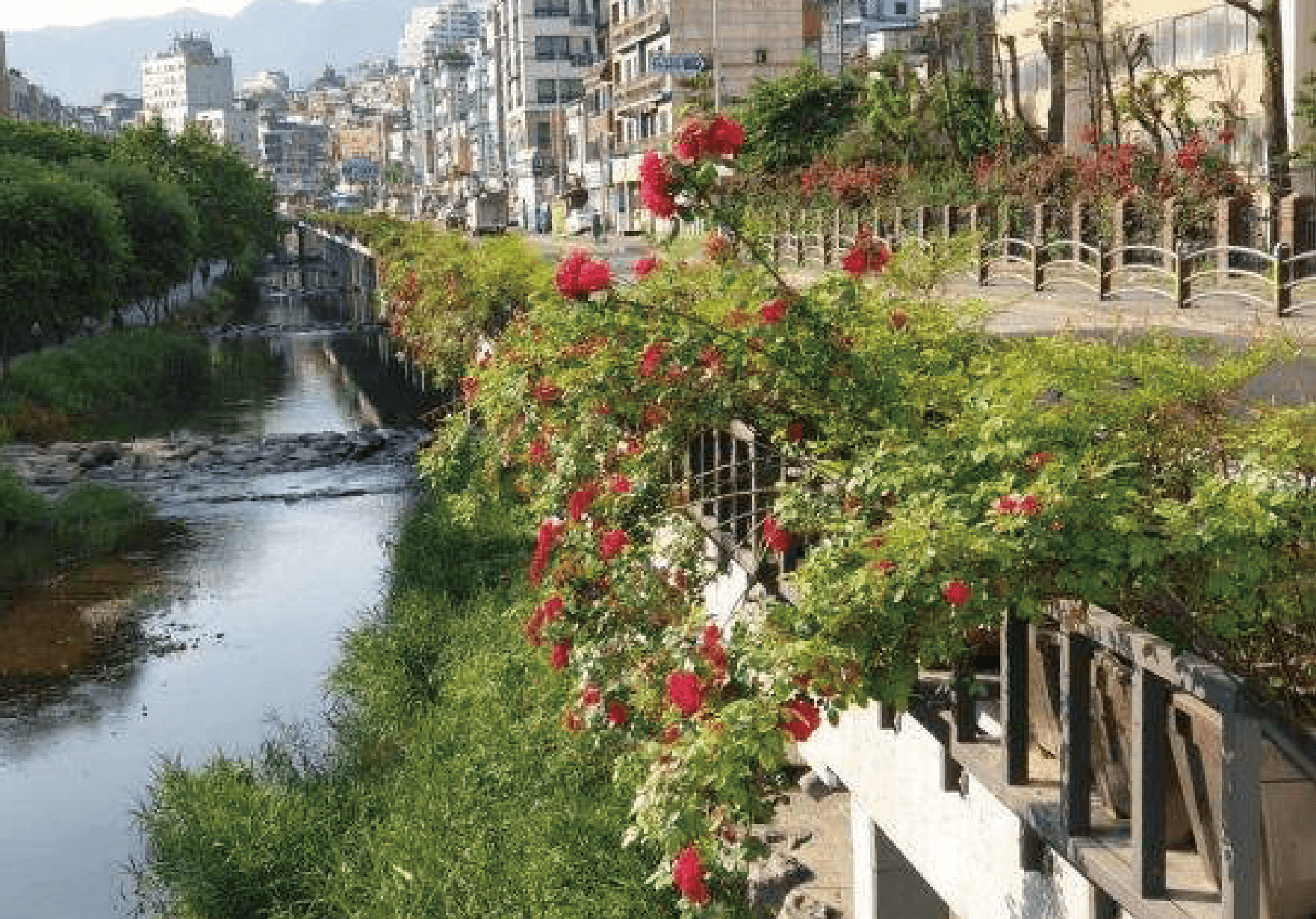 Dorimcheon Stream Walk