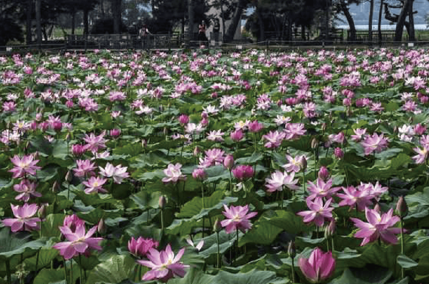 Semiwon Lotus Garden