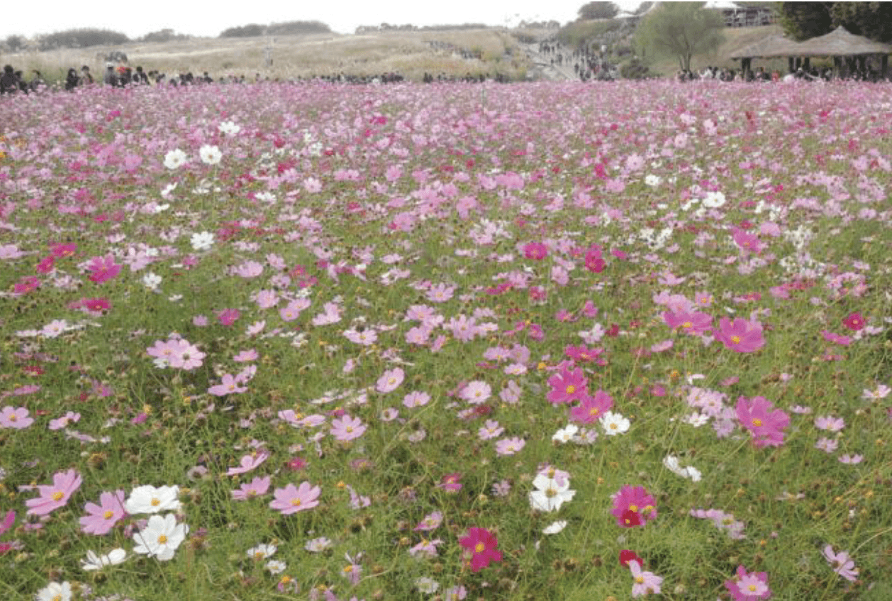 Nanji-cheon Cosmos Fields